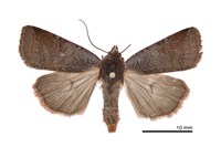 藏品(灰褐歹夜蛾)的圖片